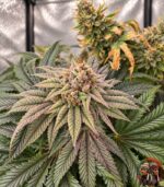 Northern Lights Feminisierte Samen