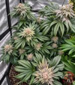 Northern Lights Cannabis Strains