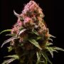 Northern Lights Feminisierte Seeds