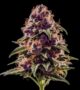 Purple Punch Auto
