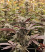 Wedding Cake Cannabis Samen