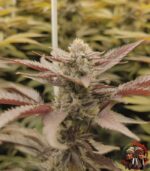 Wedding Cake Cannabis Strains