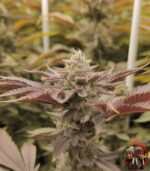 Wedding Cake Cannabis Strains