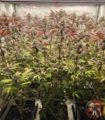 Wedding Cake Cannabis Strains