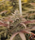 Wedding Cake Cannabis Strains