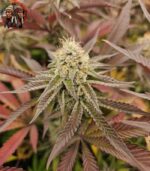 Wedding Cake Strains