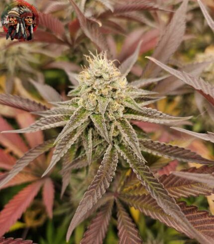 Wedding Cake Strains