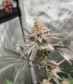 Zkittlez Cannabis Strains