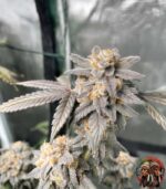Zkittlez Feminisierte Cannabis Strains