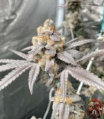 Zkittlez Cannabis Strains