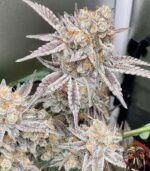 Zkittlez Cannabis Strains