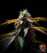 Acapulco Gold Autoflower