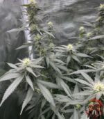 Acapulco Gold Autoflower