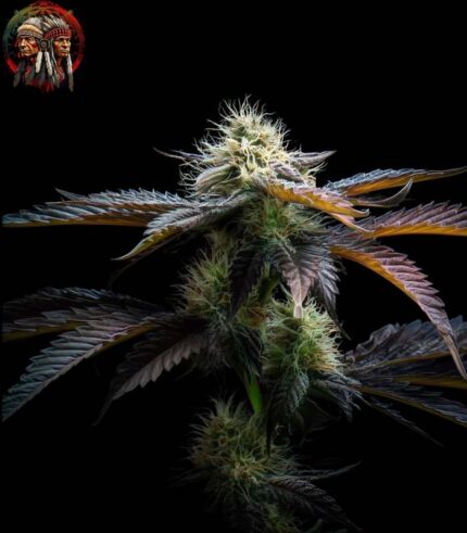 Acapulco Gold Autoflower Strains