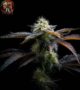 Acapulco Gold Autoflower Strains
