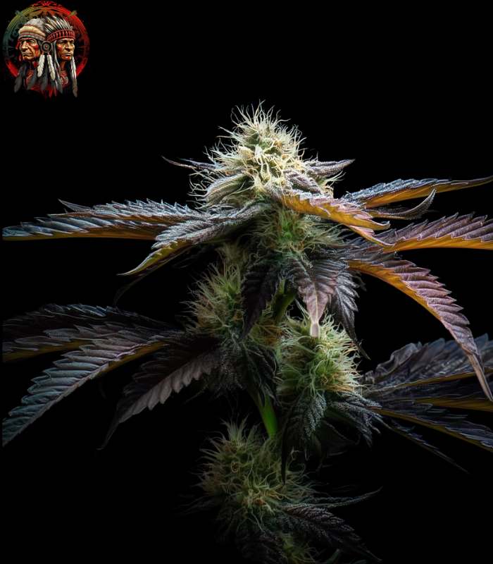 Acapulco Gold Autoflower Strains