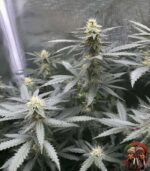 Acapulco Gold Autoflower Strains