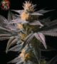 Acapulco Gold Cannabis Samen