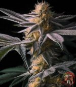 Acapulco Gold Cannabis Strains