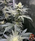 Acapulco Gold Cannabis Samen