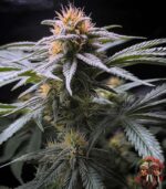 Acapulco Gold Cannabis Samen