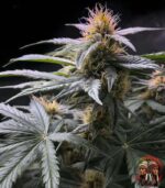 Acapulco Gold Cannabis Samen
