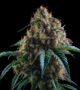 Hindu Kush Feminisierte Cannabis Samen