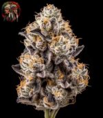 Apple Fritter Cannabis Seeds