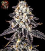 Apple Fritter Strain