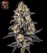 Apple Fritter Strain