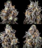 Apple Fritter Strain