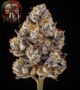 Zoap Cannabis Samen