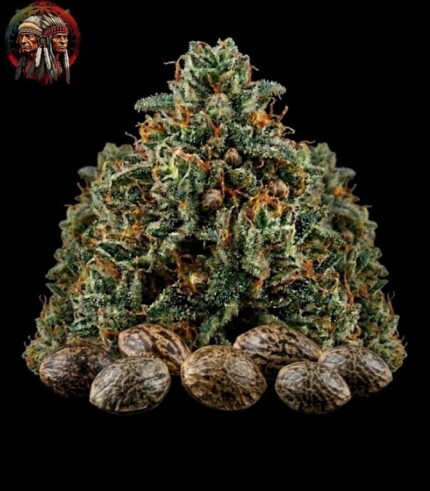 Blue Dream Feminisiert kaufen