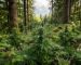 Cannabis-outdoor-anbauen-2026