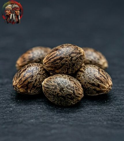 OG Kush Feminisiert kaufen