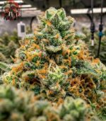 OG Kush Feminisiert – charakteristischer Kush-Wuchs mit kompakter Blütenstruktur unter LED-Beleuchtung