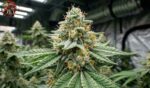 White Widow Feminisiert – charakteristische dichte Blüte