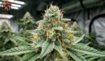 White Widow Feminisiert – reife Blüte mit charakteristischer weißer Trichomschicht