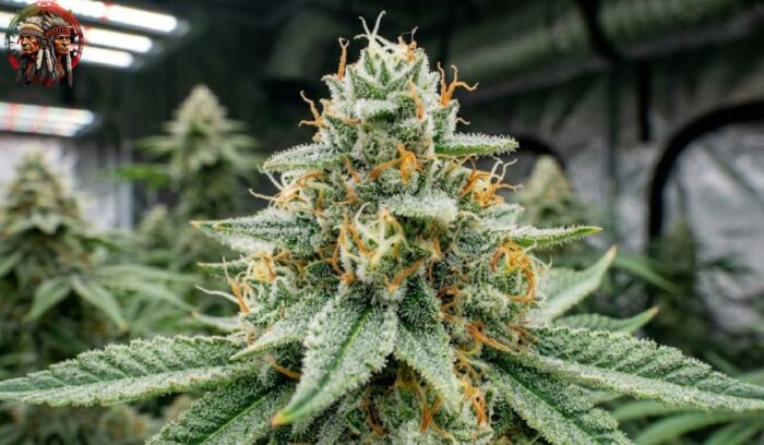 White Widow Feminisiert – reife Blüte mit charakteristischer weißer Trichomschicht