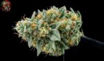White Widow Feminisiert – reife Blüte mit charakteristischer weißer Trichomschicht