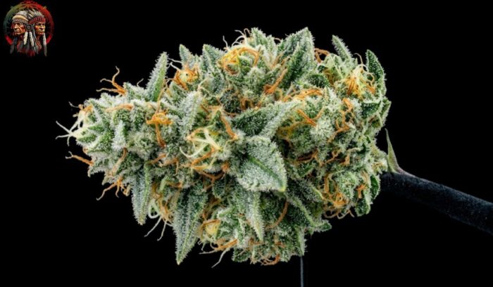White Widow Feminisiert – reife Blüte mit charakteristischer weißer Trichomschicht
