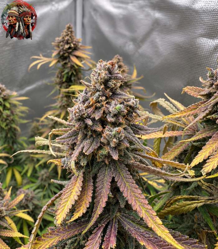 Blue Dream Cannabis Samen
