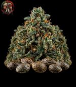 Blue Dream Feminisiert kaufen – Premium Cannabis Samen mit reifer Blüte, Samen und Blüte zusammen, Twins Garden Seeds Österreich