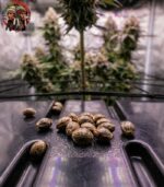 blue dream samen kaufen
