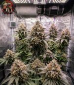 Blue Dream Feminisiert kaufen – reife Indoor Blüte mit charakteristischem Sativa-Wuchs unter LED-Beleuchtung, Twins Garden Seeds Österreich