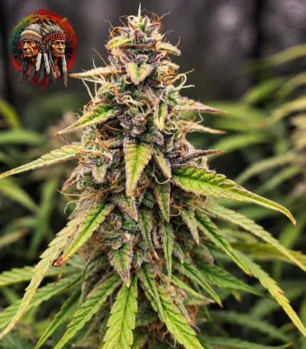 Amnesia Haze Feminisiert – Blüte mit Twins Garden Seeds Logo