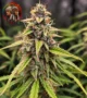 Amnesia Haze Feminisiert – Blüte mit Twins Garden Seeds Logo