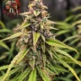 Amnesia Haze Feminisiert – Blüte mit Twins Garden Seeds Logo