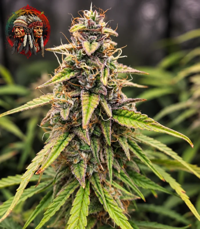 Amnesia Haze Feminisiert – Blüte mit Twins Garden Seeds Logo