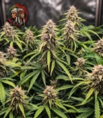 Amnesia Haze Feminisiert – Pflanzenansicht mit Twins Garden Seeds Logo